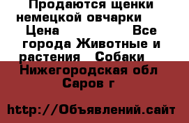 Продаются щенки немецкой овчарки!!! › Цена ­ 6000-8000 - Все города Животные и растения » Собаки   . Нижегородская обл.,Саров г.